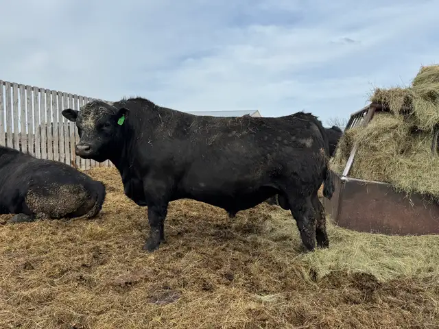 Mature Angus Bulls for sale