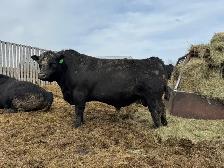 Mature Angus Bulls for sale