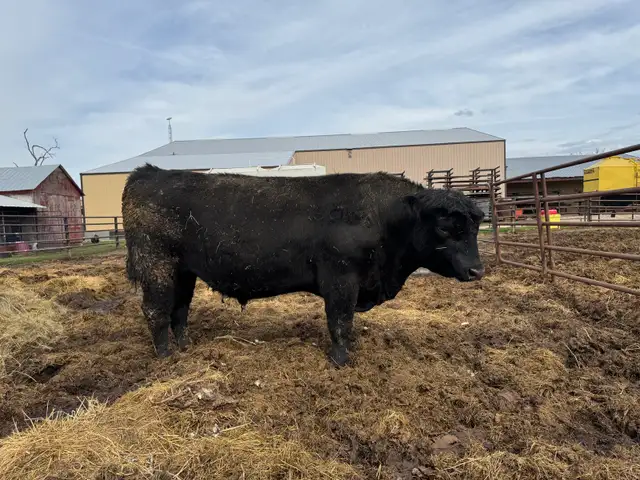 Mature Angus Bulls for sale - Photo 4