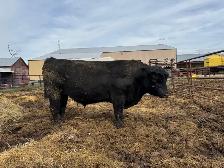 Mature Angus Bulls for sale - Photo 4