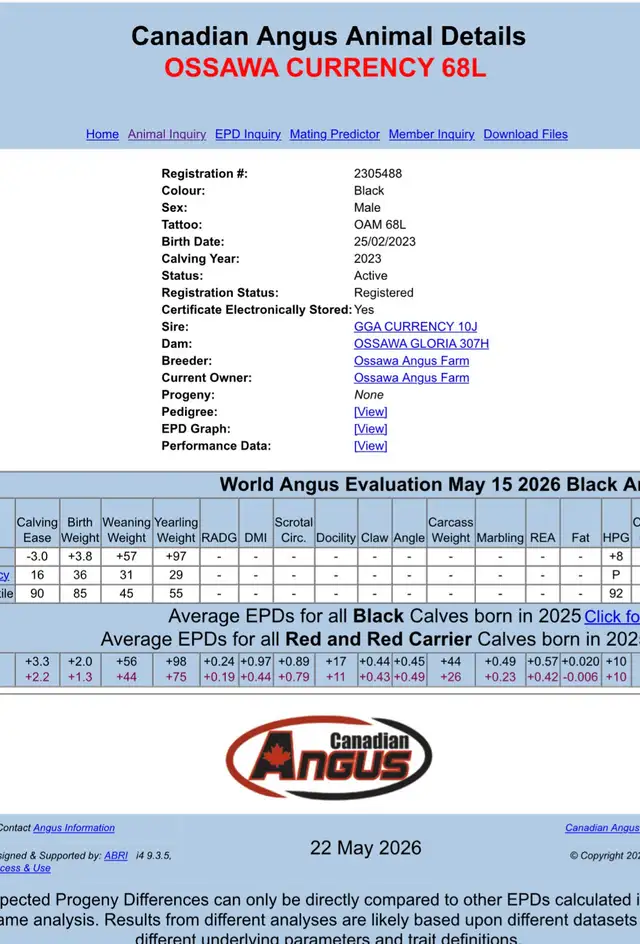 Mature Angus Bulls for sale - Photo 5
