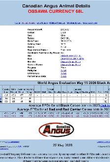 Mature Angus Bulls for sale - Photo 5
