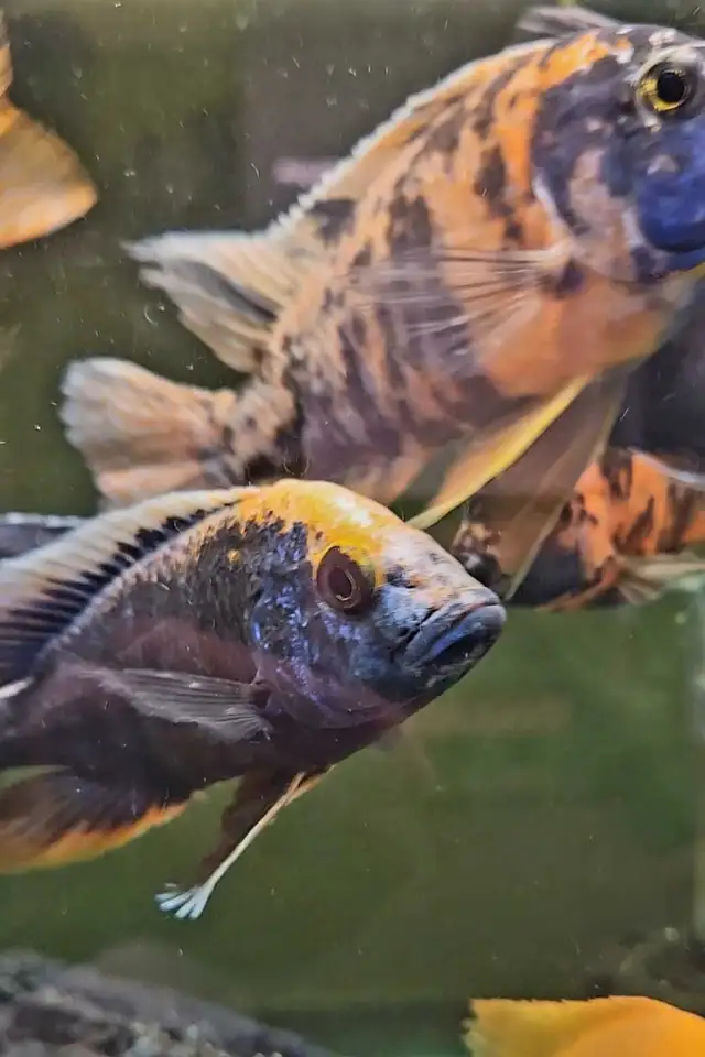 5'-6' show males on sale