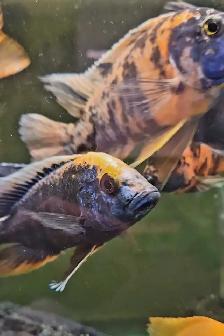 5'-6' show males on sale