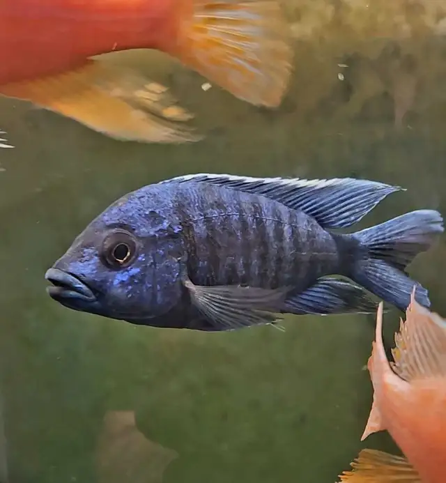 5'-6' show males on sale - Photo 2