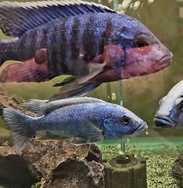 5'-6' show males on sale - Photo 3