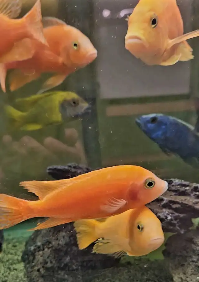 5'-6' show males on sale - Photo 4