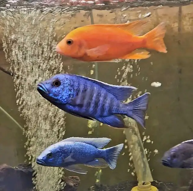 5'-6' show males on sale - Photo 6