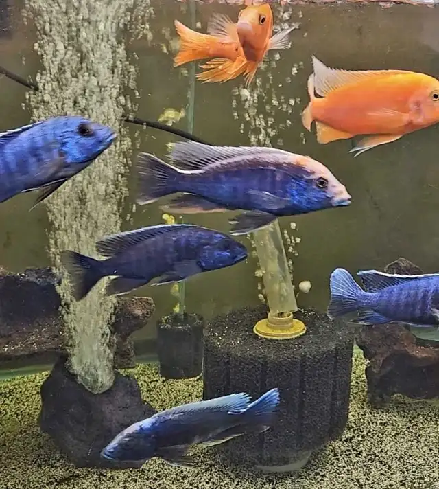 5'-6' show males on sale - Photo 7