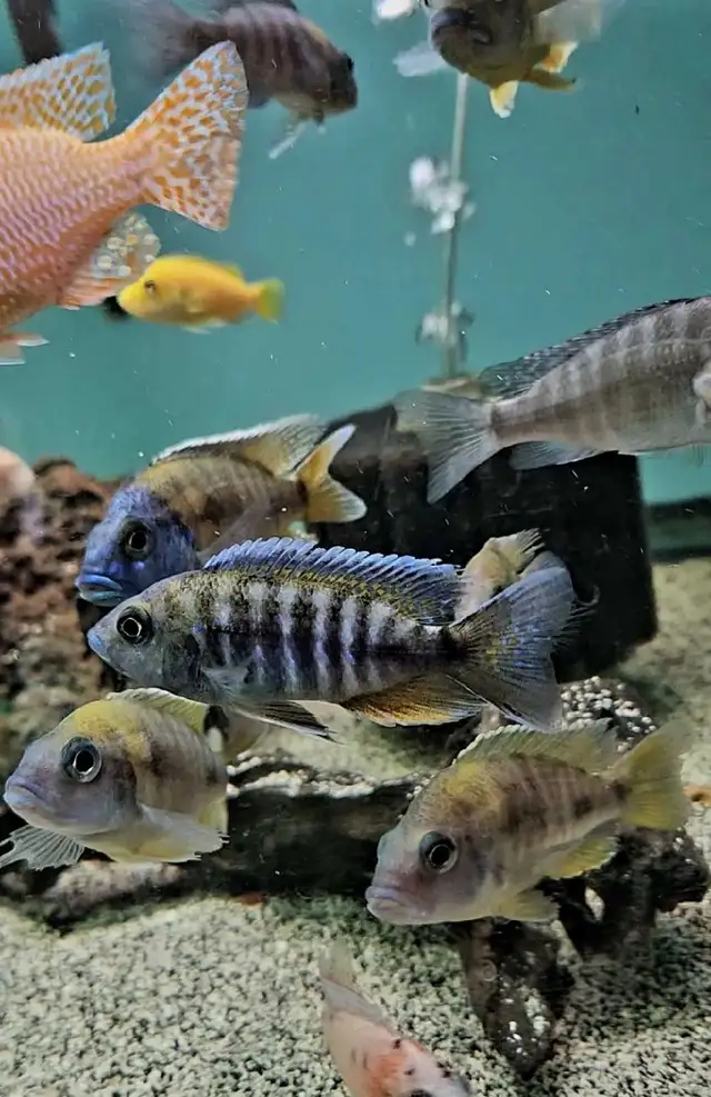 Cichlids, plecos, community fish, plants & more (see list below) - Photo 3