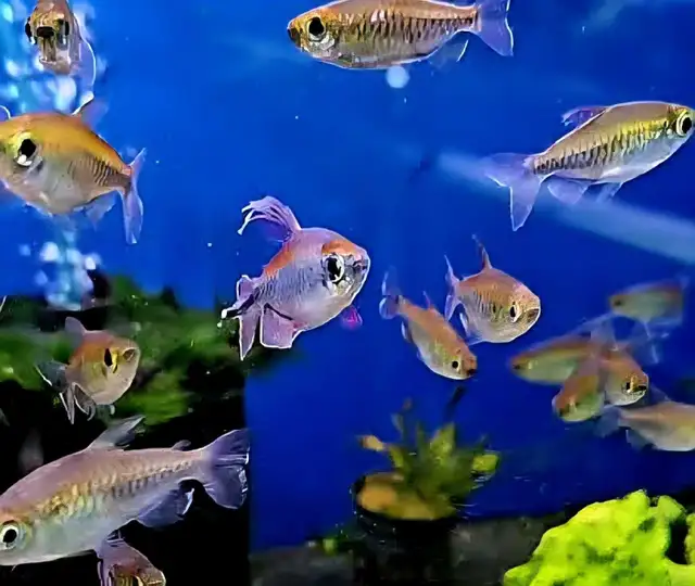 Cichlids, plecos, community fish, plants & more (see list below) - Photo 6
