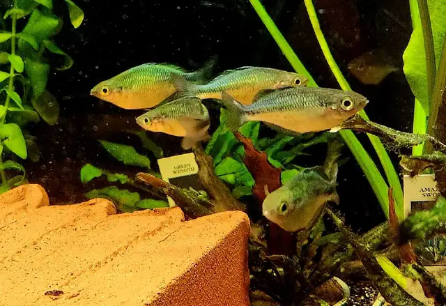 Cichlids, plecos, community fish, plants & more (see list below) - Photo 9