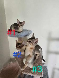 Abyssinian kittens