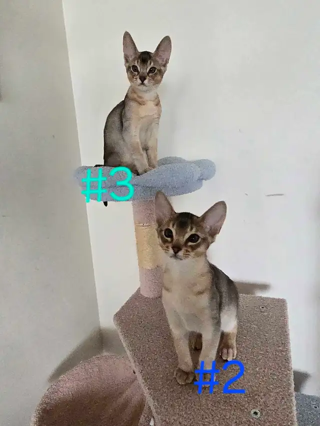 Abyssinian kittens - Photo 3