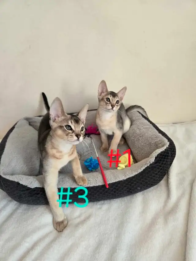 Abyssinian kittens - Photo 4