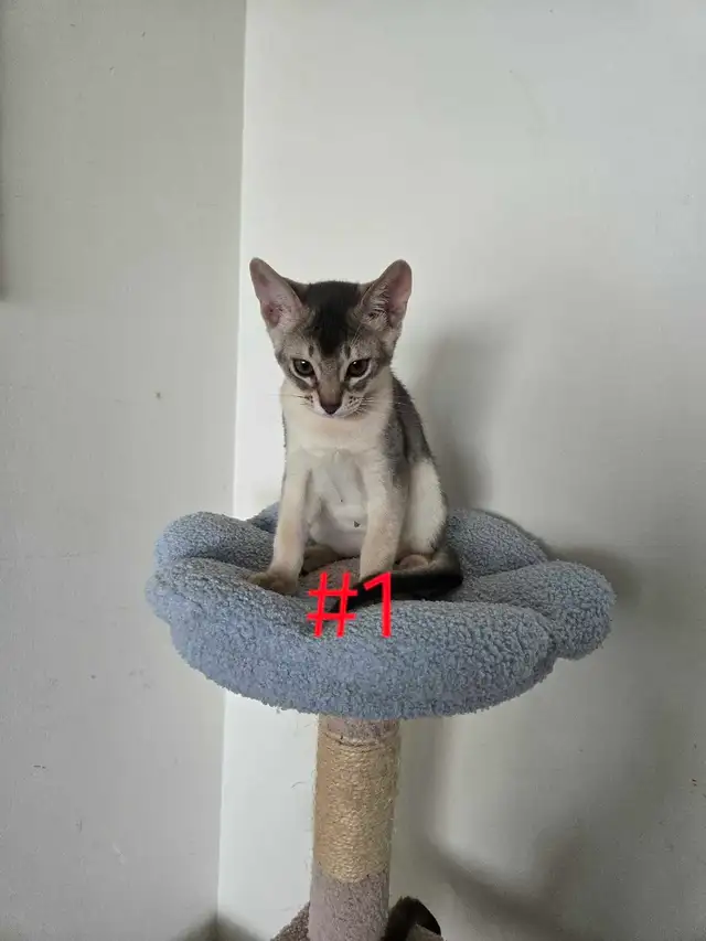 Abyssinian kittens - Photo 7