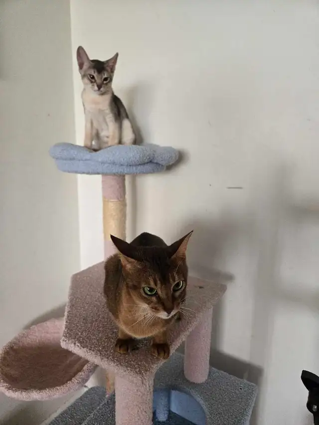 Abyssinian kittens - Photo 8