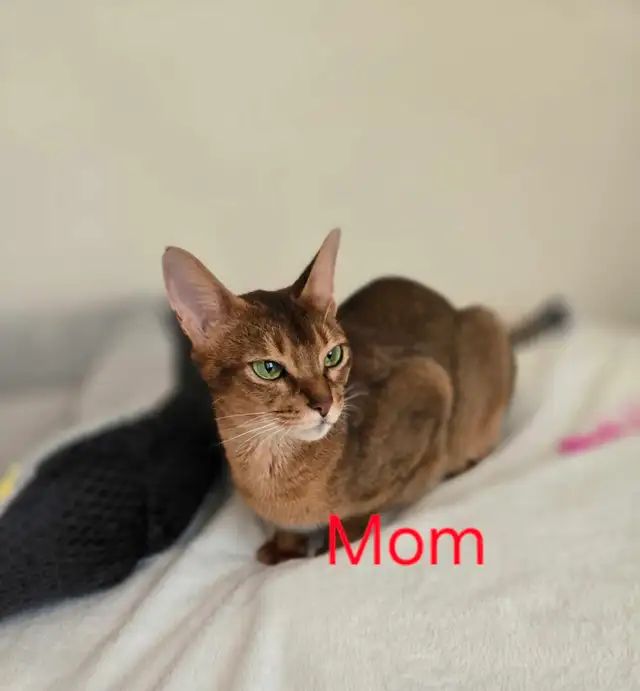 Abyssinian kittens - Photo 9