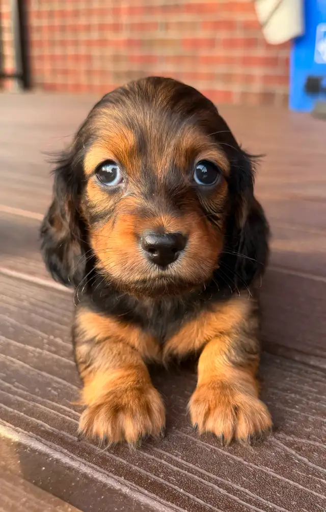 READY NOW: QUALITY HOME RAISED MINI LONGHAIRED DACHSHUNDS