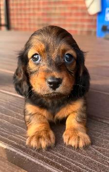 READY NOW: QUALITY HOME RAISED MINI LONGHAIRED DACHSHUNDS