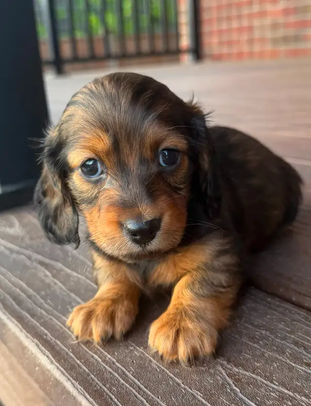 READY NOW: QUALITY HOME RAISED MINI LONGHAIRED DACHSHUNDS - Photo 2