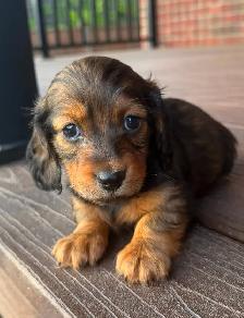 READY NOW: QUALITY HOME RAISED MINI LONGHAIRED DACHSHUNDS - Photo 2