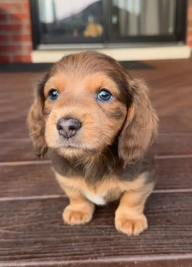 READY NOW: QUALITY HOME RAISED MINI LONGHAIRED DACHSHUNDS - Photo 3
