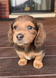 READY NOW: QUALITY HOME RAISED MINI LONGHAIRED DACHSHUNDS - Photo 3