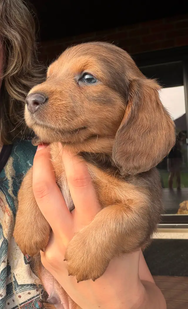 READY NOW: QUALITY HOME RAISED MINI LONGHAIRED DACHSHUNDS - Photo 4