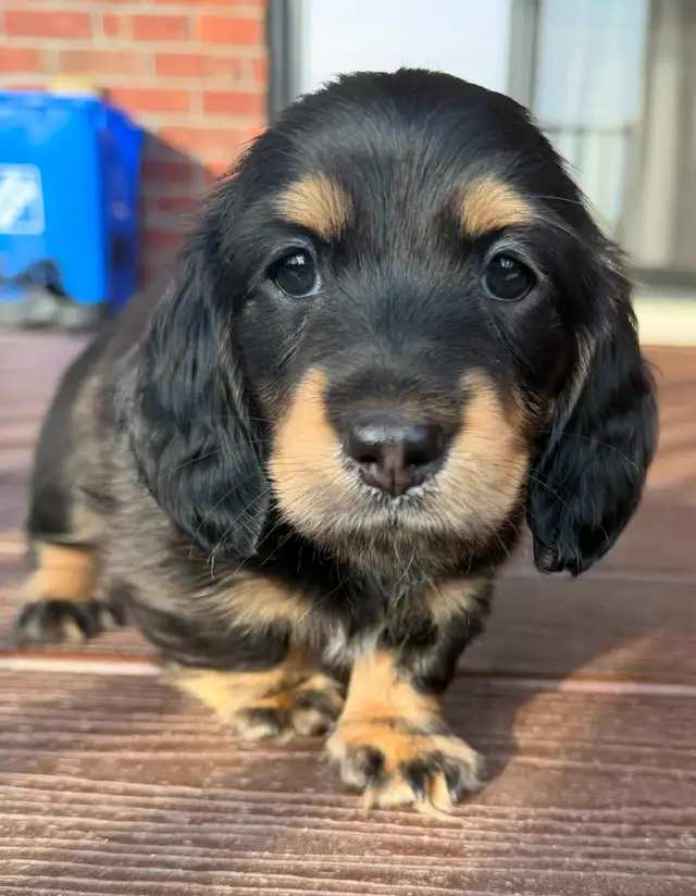READY NOW: QUALITY HOME RAISED MINI LONGHAIRED DACHSHUNDS - Photo 5