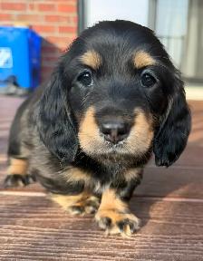 READY NOW: QUALITY HOME RAISED MINI LONGHAIRED DACHSHUNDS - Photo 5