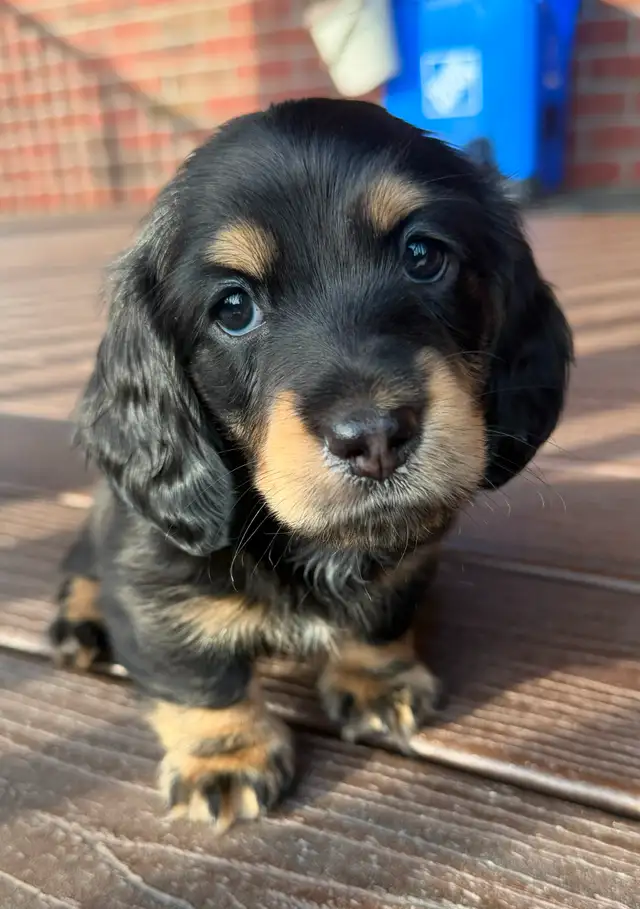 READY NOW: QUALITY HOME RAISED MINI LONGHAIRED DACHSHUNDS - Photo 6