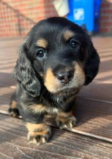READY NOW: QUALITY HOME RAISED MINI LONGHAIRED DACHSHUNDS - Photo 6