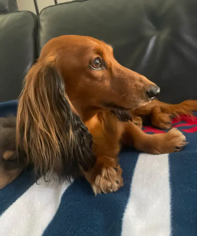 READY NOW: QUALITY HOME RAISED MINI LONGHAIRED DACHSHUNDS - Photo 7