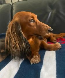 READY NOW: QUALITY HOME RAISED MINI LONGHAIRED DACHSHUNDS - Photo 7