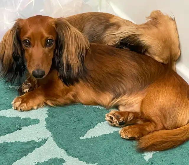 READY NOW: QUALITY HOME RAISED MINI LONGHAIRED DACHSHUNDS - Photo 8