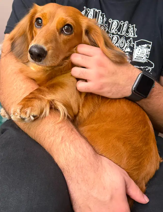 READY NOW: QUALITY HOME RAISED MINI LONGHAIRED DACHSHUNDS - Photo 9