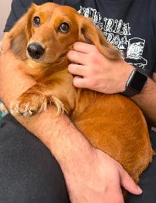 READY NOW: QUALITY HOME RAISED MINI LONGHAIRED DACHSHUNDS - Photo 9