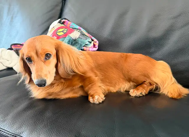 READY NOW: QUALITY HOME RAISED MINI LONGHAIRED DACHSHUNDS - Photo 10