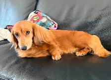 READY NOW: QUALITY HOME RAISED MINI LONGHAIRED DACHSHUNDS - Photo 10