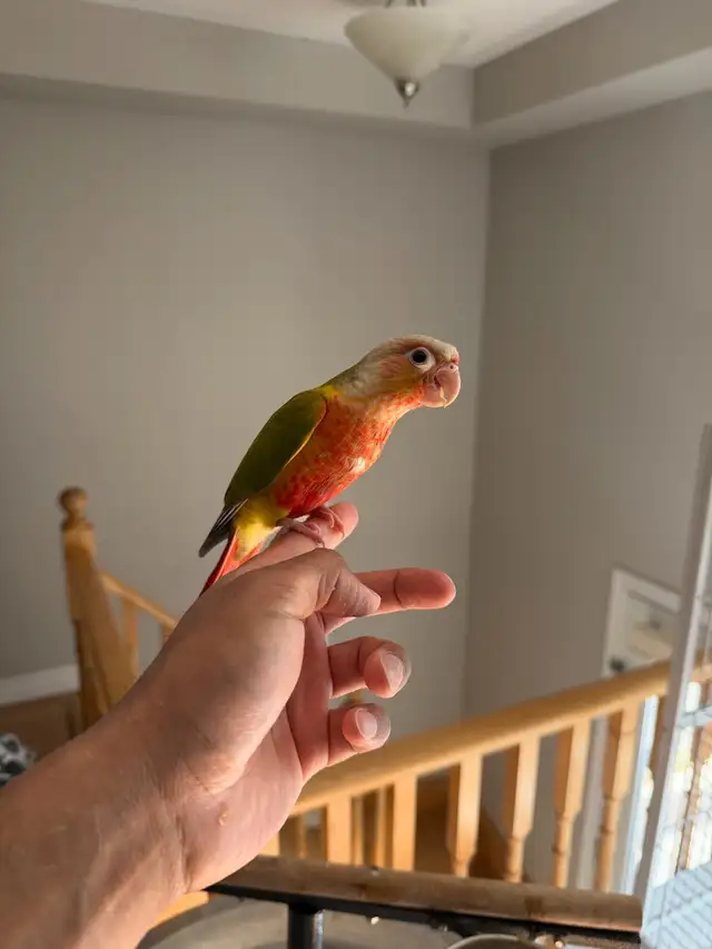 Baby High Red Pineapple Conure