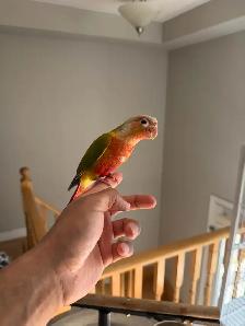 Baby High Red Pineapple Conure