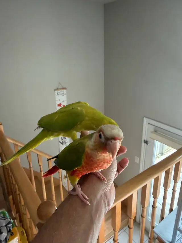 Baby High Red Pineapple Conure - Photo 2