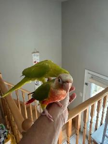 Baby High Red Pineapple Conure - Photo 2