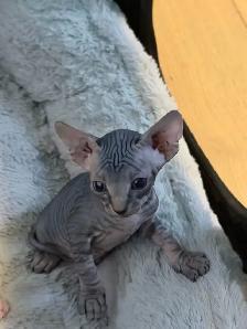 Sphynx kittens