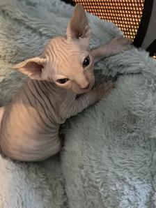 Sphynx kittens - Photo 2