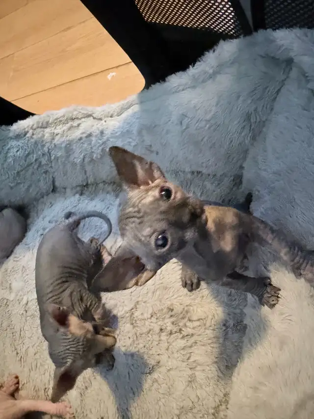 Sphynx kittens - Photo 3