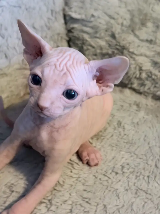 Sphynx kittens - Photo 4