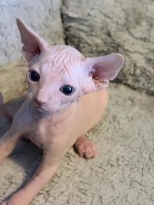 Sphynx kittens - Photo 4