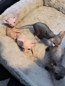 Sphynx kittens - Photo 5